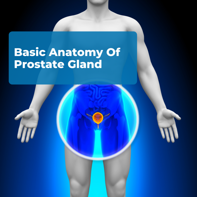 Basic-Anatomy-Of-Prostate-Gland